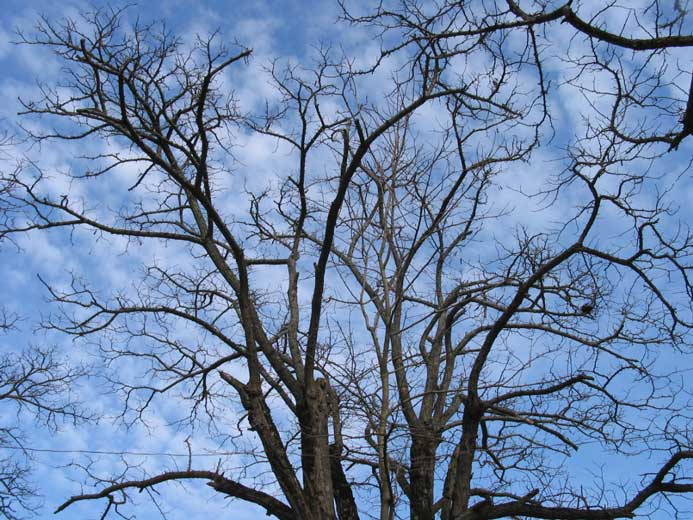 Arbre.jpg
