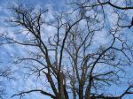 Arbre.jpg